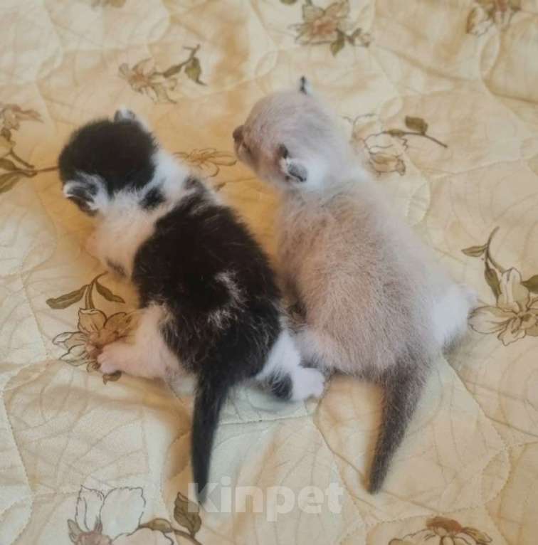 Кошки в Перми: Манчкин котёнок Мальчик, 30 000 руб. - фото 5