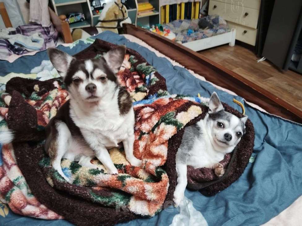 Собаки в других городах Московской области: Маленькие собачки ищут дом Мальчик, Бесплатно - фото 1