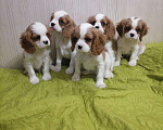 Собаки в Москве: Кавалер Кинг Чарльз спаниель Мальчик, 70 000 руб. - фото 5