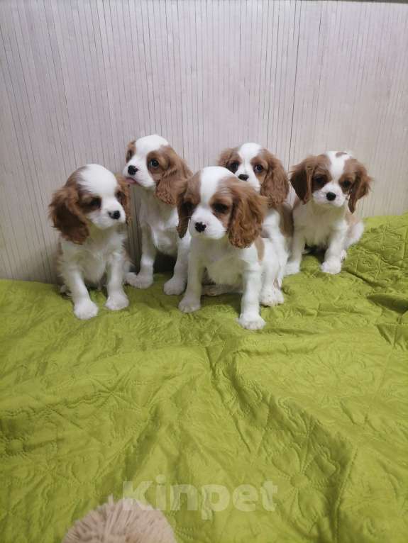 Собаки в Москве: Кавалер Кинг Чарльз спаниель Мальчик, 70 000 руб. - фото 5
