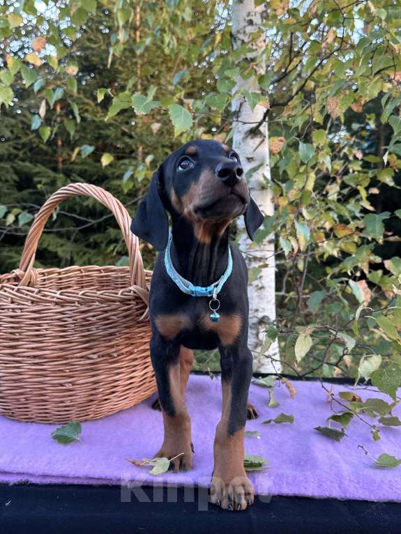 Собаки в Санкт-Петербурге: Щенок Добермана  Девочка, 35 000 руб. - фото 2