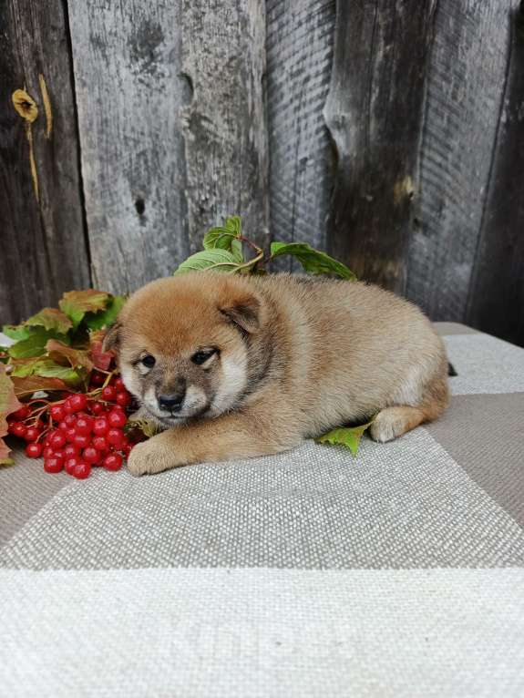 Собаки в Москве: Девчонка сиба ину Девочка, 50 000 руб. - фото 2