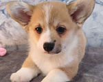 Собаки в других городах Краснодарского края: Очаровашки коржики Мальчик, 35 000 руб. - фото 1