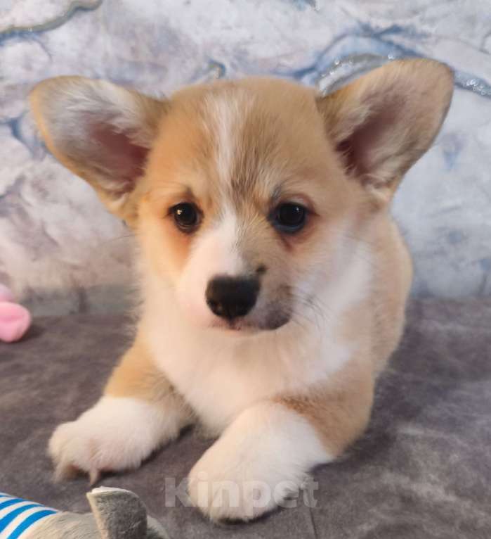 Собаки в других городах Краснодарского края: Очаровашки коржики Мальчик, 35 000 руб. - фото 1