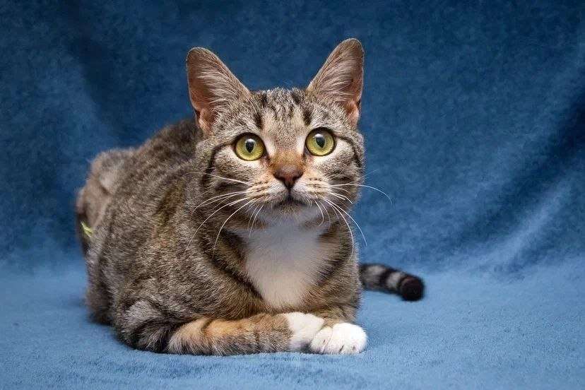 Кошки в Москве: Хвостатый источник позитива: Мирра ждет тебя Девочка, Бесплатно - фото 4