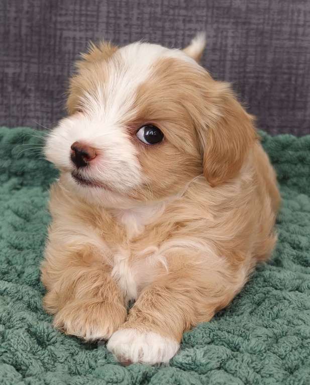 Собаки в Санкт-Петербурге: Щенок мальтипу Девочка, Бесплатно - фото 2