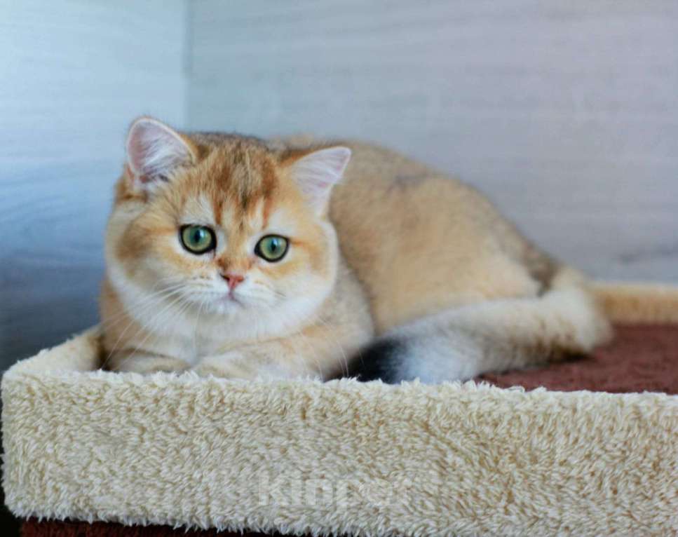 Кошки в Краснодаре: Золотая Британская шиншилла девочка  Девочка, Бесплатно - фото 3