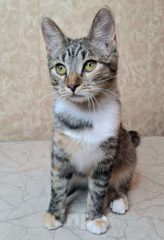 Кошки в Москве: Трехцветная кошечка-подросток в добрые руки  Девочка, Бесплатно - фото 6