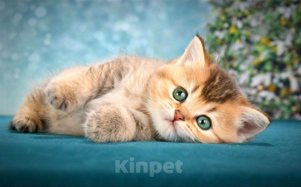 Кошки в Москве: Шотландский мальчик  Мальчик, 50 000 руб. - фото 2