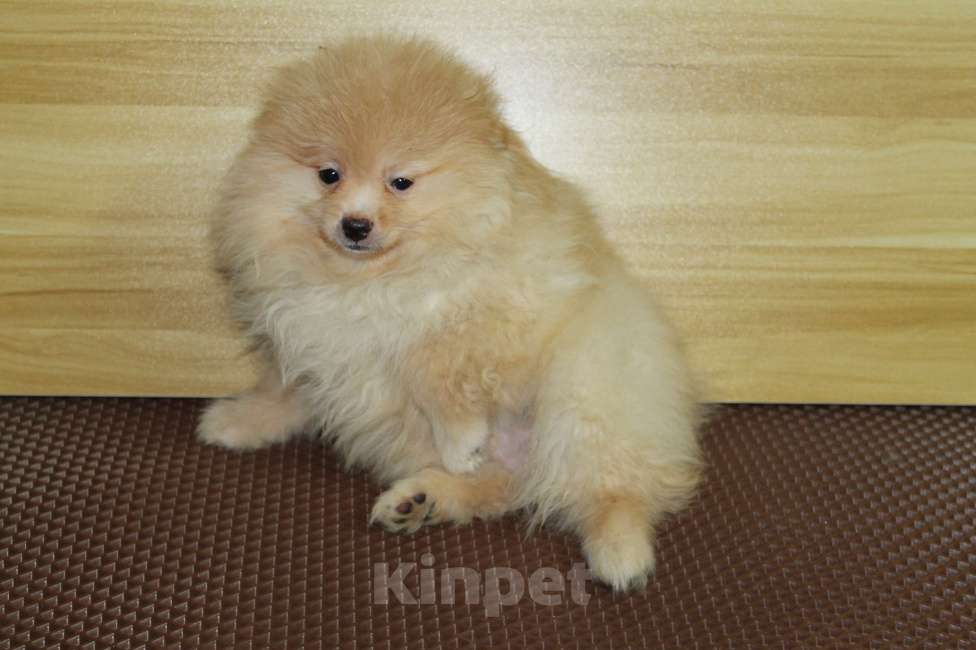 Собаки в Брянске: Продаётся кобель немецкого шпица Мальчик, 20 000 руб. - фото 5