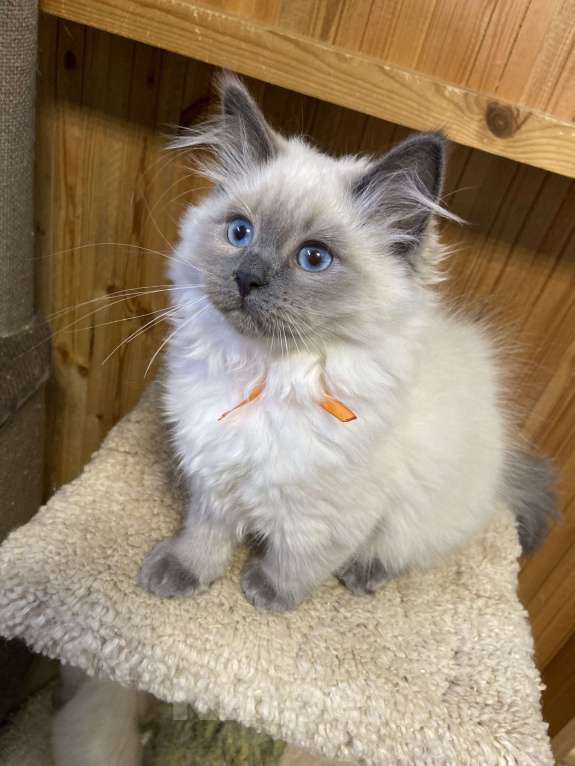 Кошки в Лермонтове: Невская маскарадная  Девочка, 30 000 руб. - фото 2