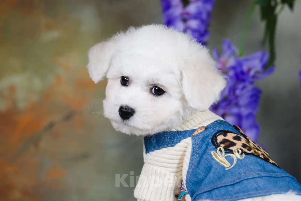 Собаки в Новосибирске: Мальчик. Бишон Фризе. Мальчик, 110 000 руб. - фото 1