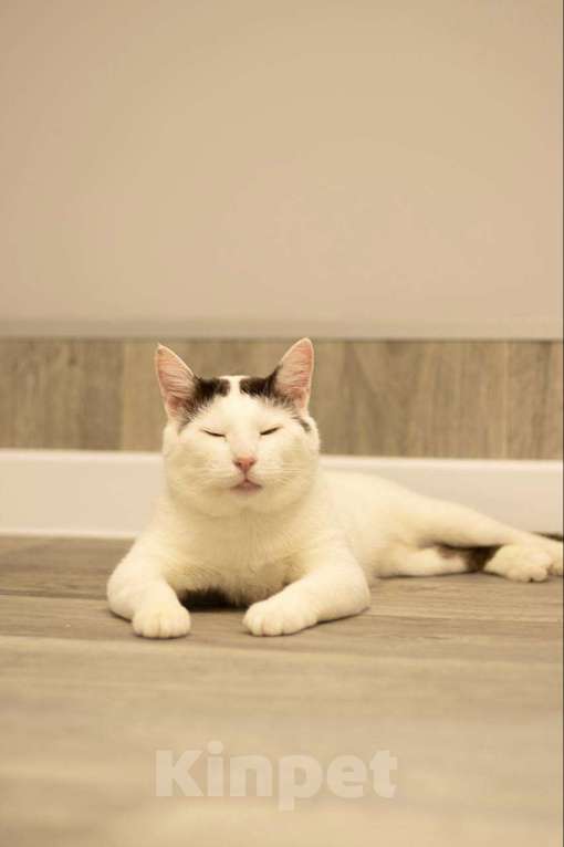 Кошки в Москве: кот Саввушка ищет дом Мальчик, Бесплатно - фото 6