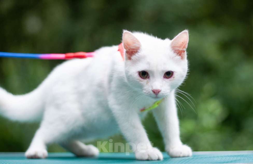 Кошки в Ногинске: Кот Дагестанской родословной ищет постоянную прописку Мальчик, Бесплатно - фото 3