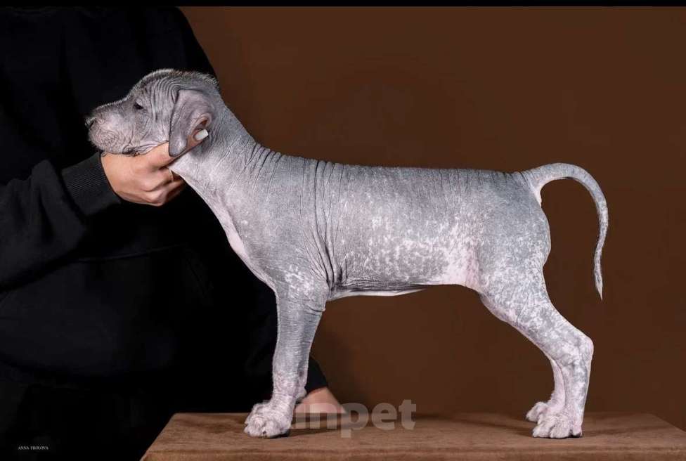 Собаки в Рыбинске: В продаже щенок ксолоитцкуинтли стандартного размера Девочка, 100 000 руб. - фото 1