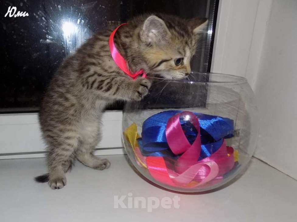 Кошки в Москве: Шотландская короткошерстная прямоухая девочка, котенок Девочка, 12 000 руб. - фото 2