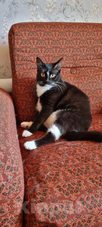 Кошки в Москве: Том и Джерри  Девочка, 7 руб. - фото 5