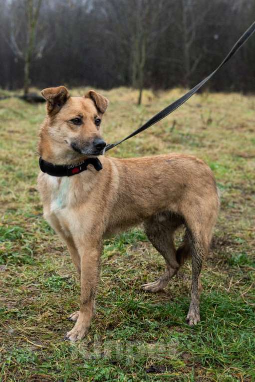 Собаки в Москве: Рыжее чудо Родион Мальчик, Бесплатно - фото 4