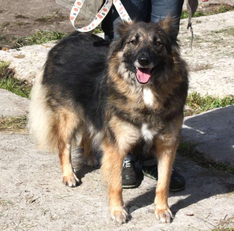Собаки в Москве: Небольшая, ласковая, пушистенькая Люся очень ждет тебя- родной человек! Девочка, Бесплатно - фото 8