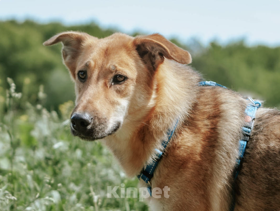 Собаки в Москве: Рыжая лапочка Груша Девочка, Бесплатно - фото 5