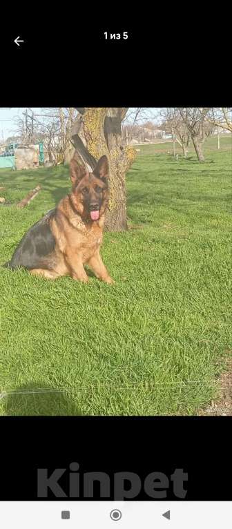 Собаки в других городах Крыма: Мальчик Девочка, 8 000 руб. - фото 1