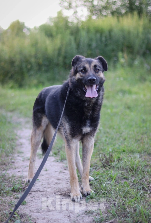 Собаки в Подольске: Джеймс, кобель 3х лет в добрые руки  Мальчик, Бесплатно - фото 3