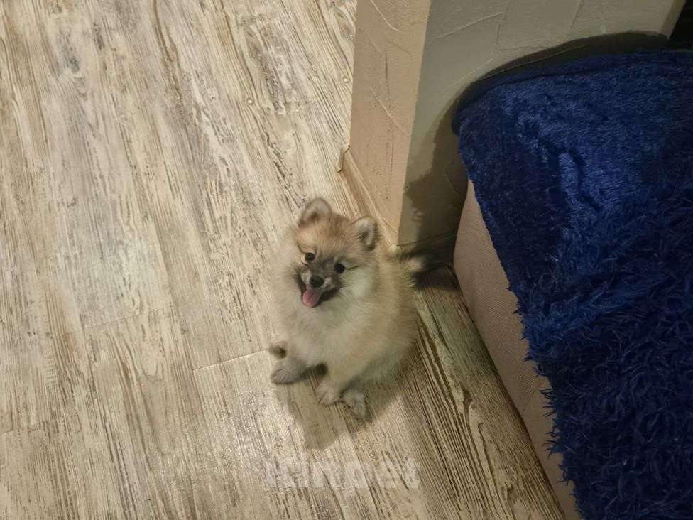 Собаки в Нижнем Новгороде: Поделитесь с Булочкой уютом своего дома! Девочка, 25 000 руб. - фото 2