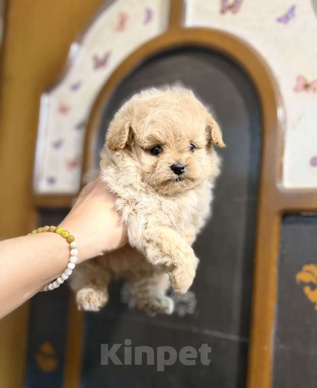 Собаки в Ростове-на-Дону: Мальтипу девочки Девочка, 70 000 руб. - фото 1