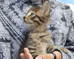 Кошки в Екатеринбурге: Котенок мальчик Мальчик, 1 руб. - фото 1