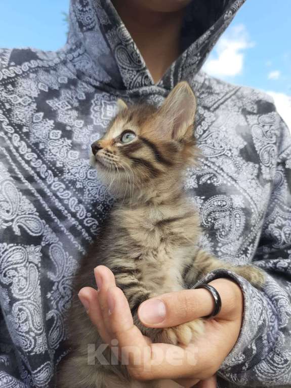 Кошки в Екатеринбурге: Котенок мальчик Мальчик, 1 руб. - фото 1