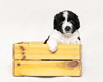 Собаки в Краснодаре: Испанская водяная собака, щенок- кобель  Мальчик, 150 000 руб. - фото 1