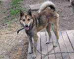 Собаки в Новокузнецке: Метис лайки в добрые руки, Бесплатно - фото 3