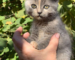 Кошки в Арзамасе: Котята, 100 руб. - фото 2