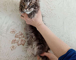 Кошки в Мур: Мейнкунята, 15 000 руб. - фото 6