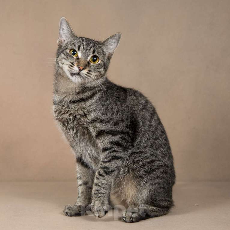 Кошки в Москве: Бетти - «дракон Ли».  Добрейшая полосатая кошечка в добрые руки. Девочка, Бесплатно - фото 5