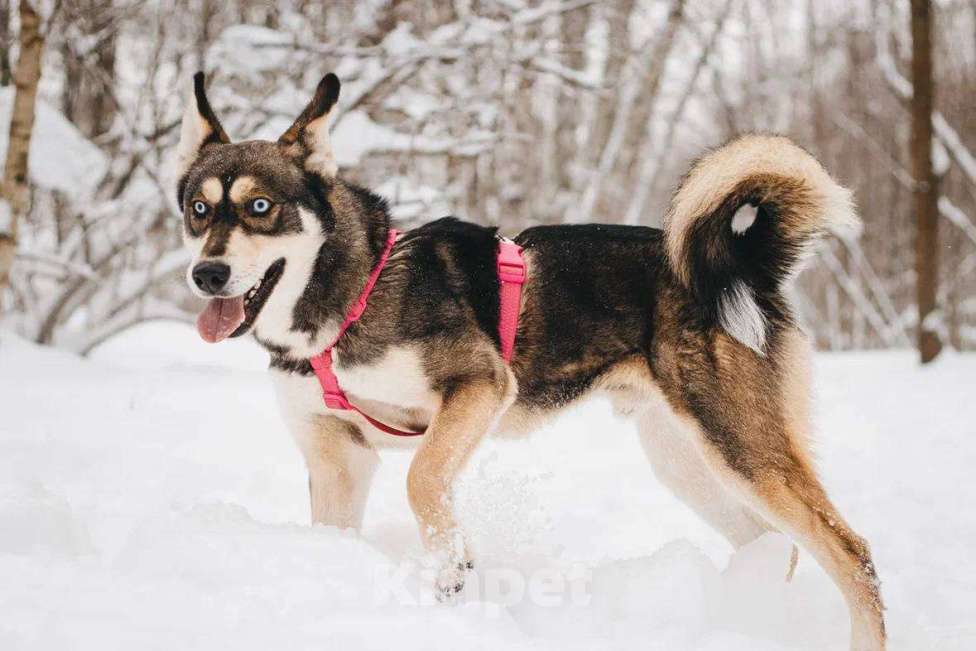 Собаки в Москве: Никель ищет дом Мальчик, Бесплатно - фото 5