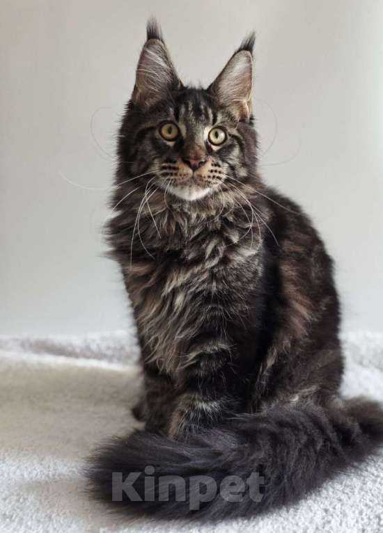 Кошки в Чайковском: Мальчик Мейн кун.  MCO окрас-n23  Мальчик, 45 000 руб. - фото 2