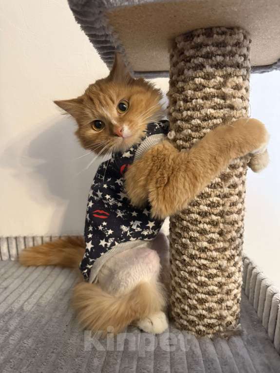 Кошки в Москве: Рыжий кот в добрые руки Мальчик, Бесплатно - фото 2