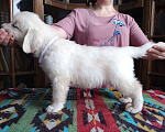 Собаки в Москве: Высокопородные щенки золотистого ретривера от выставочных родителей Девочка, Бесплатно - фото 2