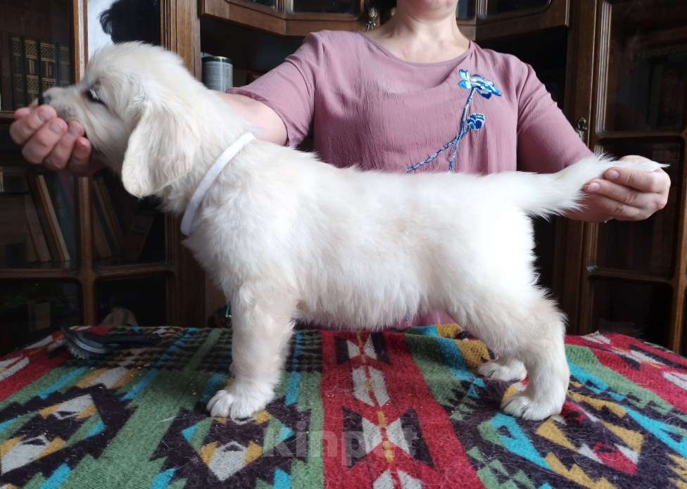 Собаки в Москве: Высокопородные щенки золотистого ретривера от выставочных родителей Девочка, Бесплатно - фото 2