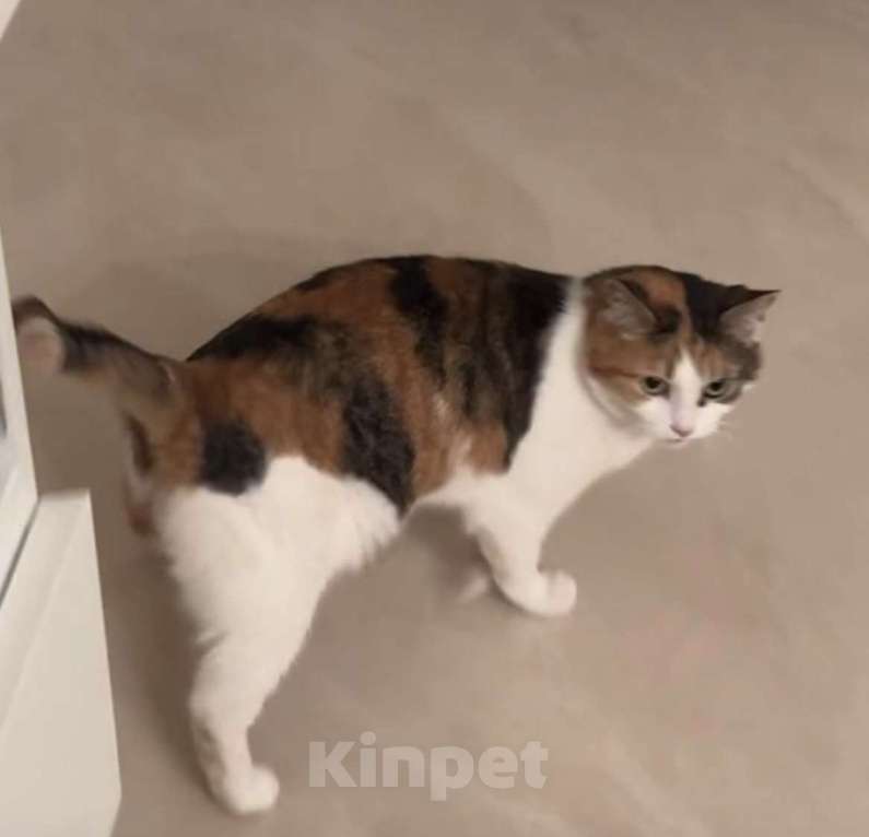 Кошки в других городах Московской области: Кошка Анфиса, примерно 3 года Девочка, Бесплатно - фото 10