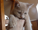 Кошки в Ростове-на-Дону: котята Мальчик, 1 руб. - фото 3