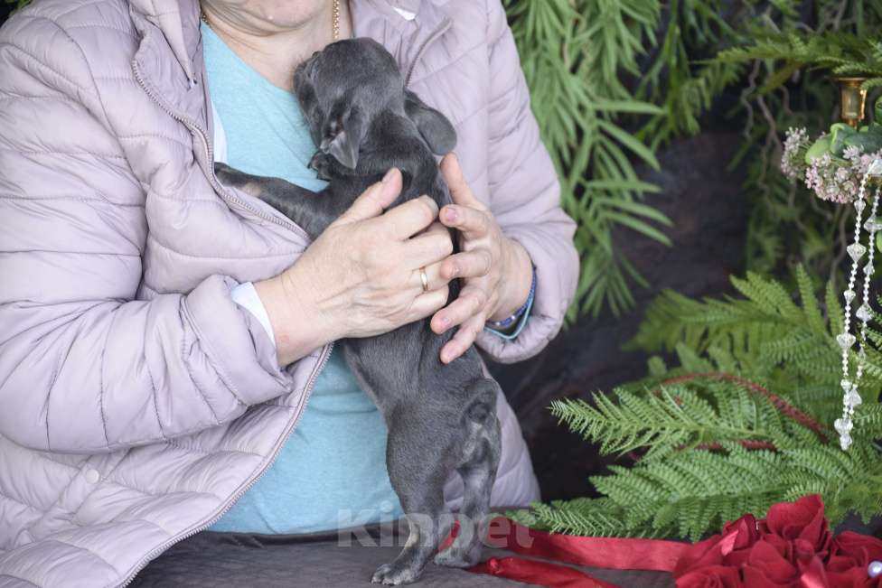 Собаки в Москве: девочка маленькая мини лилак тан Девочка, 85 000 руб. - фото 1