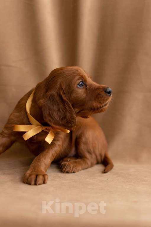 Собаки в Севастополе: Щенки ирландского красного сеттера Мальчик, 45 000 руб. - фото 6