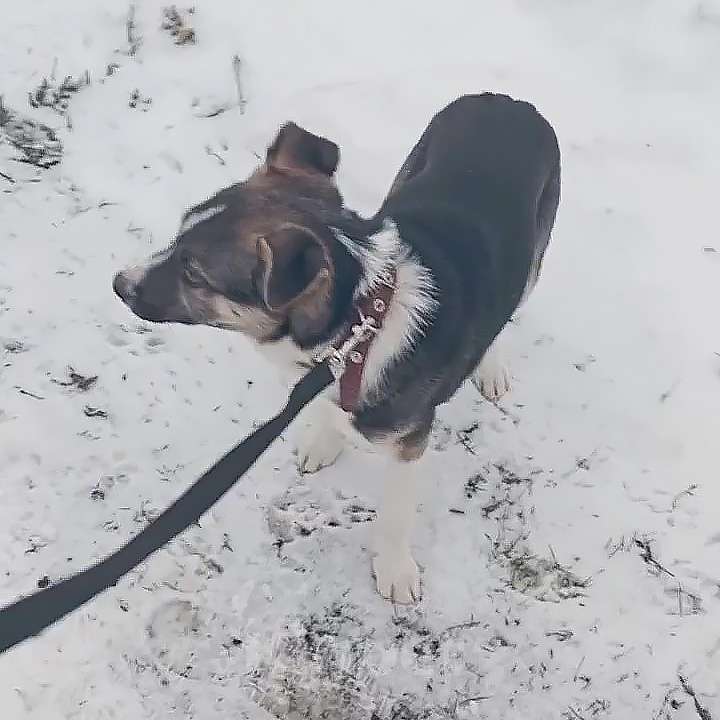 Собаки в Ульяновске: Ищем добрые ответственные руки для Тая Мальчик, Бесплатно - фото 3