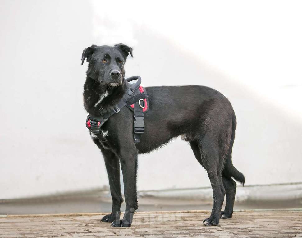 Собаки в Москве: Харизматичный Вилли ищет семью! Мальчик, Бесплатно - фото 2