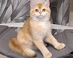 Кошки в Москве: Золотой котик скоттиш страйт Мальчик, 45 000 руб. - фото 2