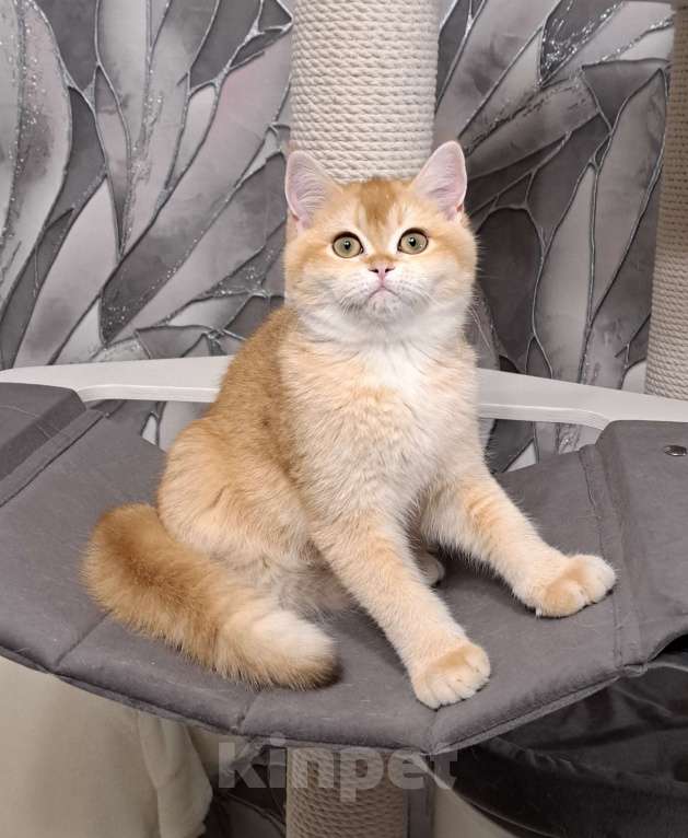 Кошки в Москве: Золотой котик скоттиш страйт Мальчик, 45 000 руб. - фото 2