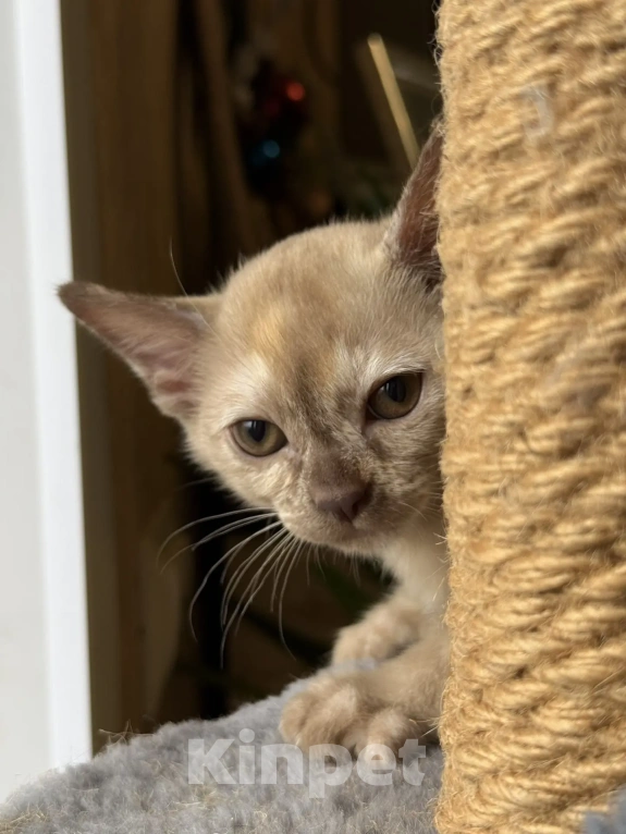 Кошки в Воронеже: Котенок Европейская Бурма Девочка, Бесплатно - фото 1