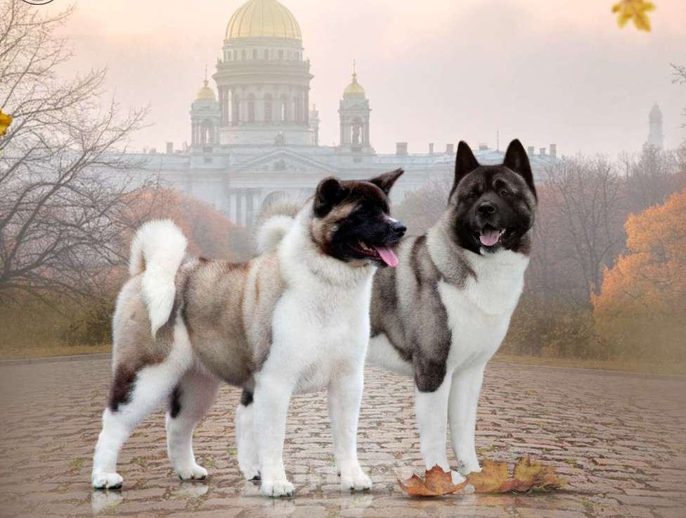 Собаки в других городах Ленинградской области: Супер-щенок кобель, чёрный серебристый с ярким кантом Мальчик, Бесплатно - фото 5
